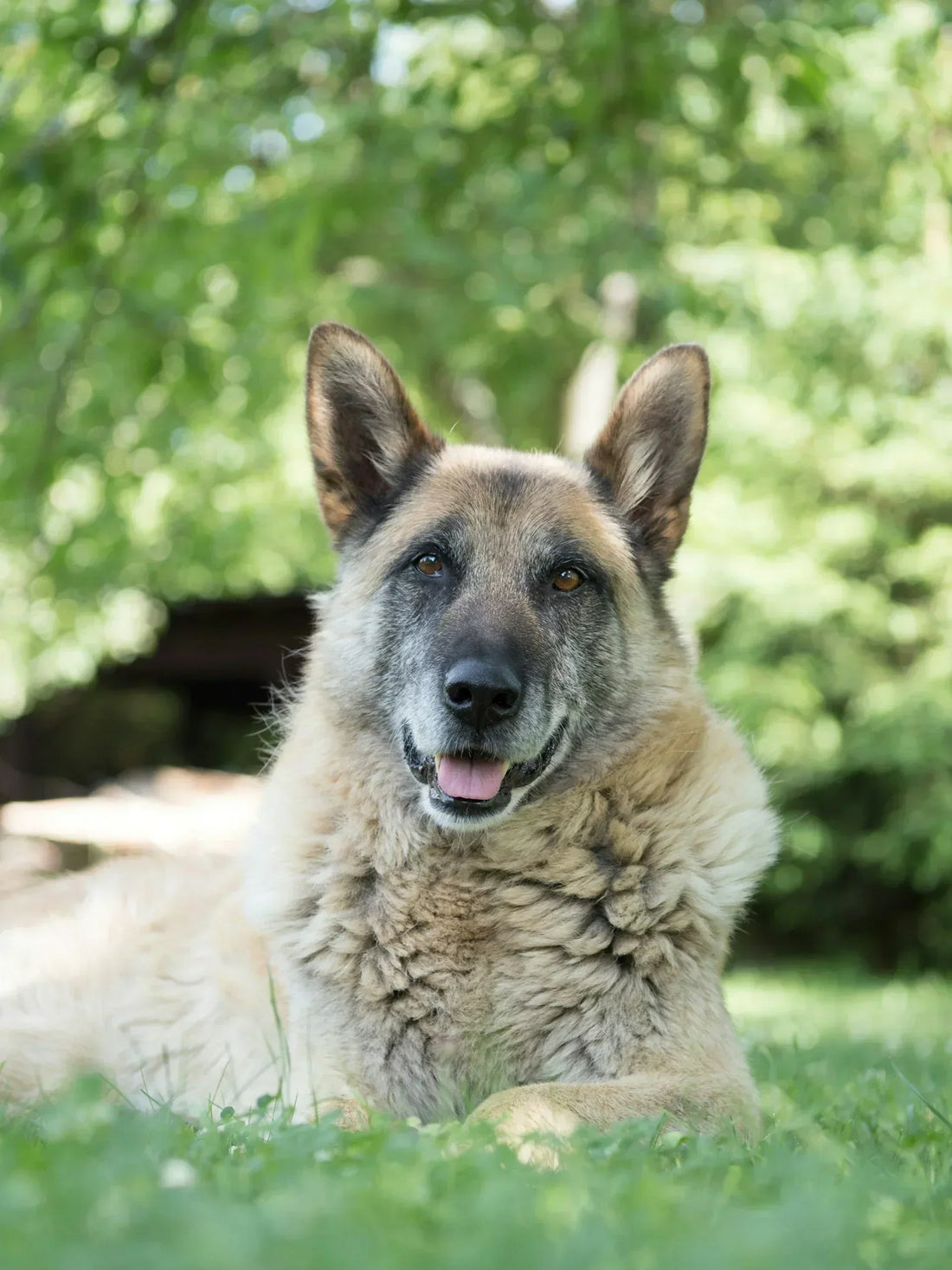 a qué edad los perros son senior - furmyth