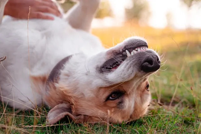 los perros cambian los dientes - furmyth