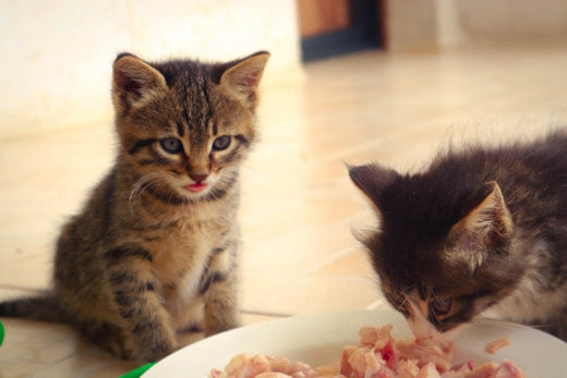 pirámide alimento gatos chile