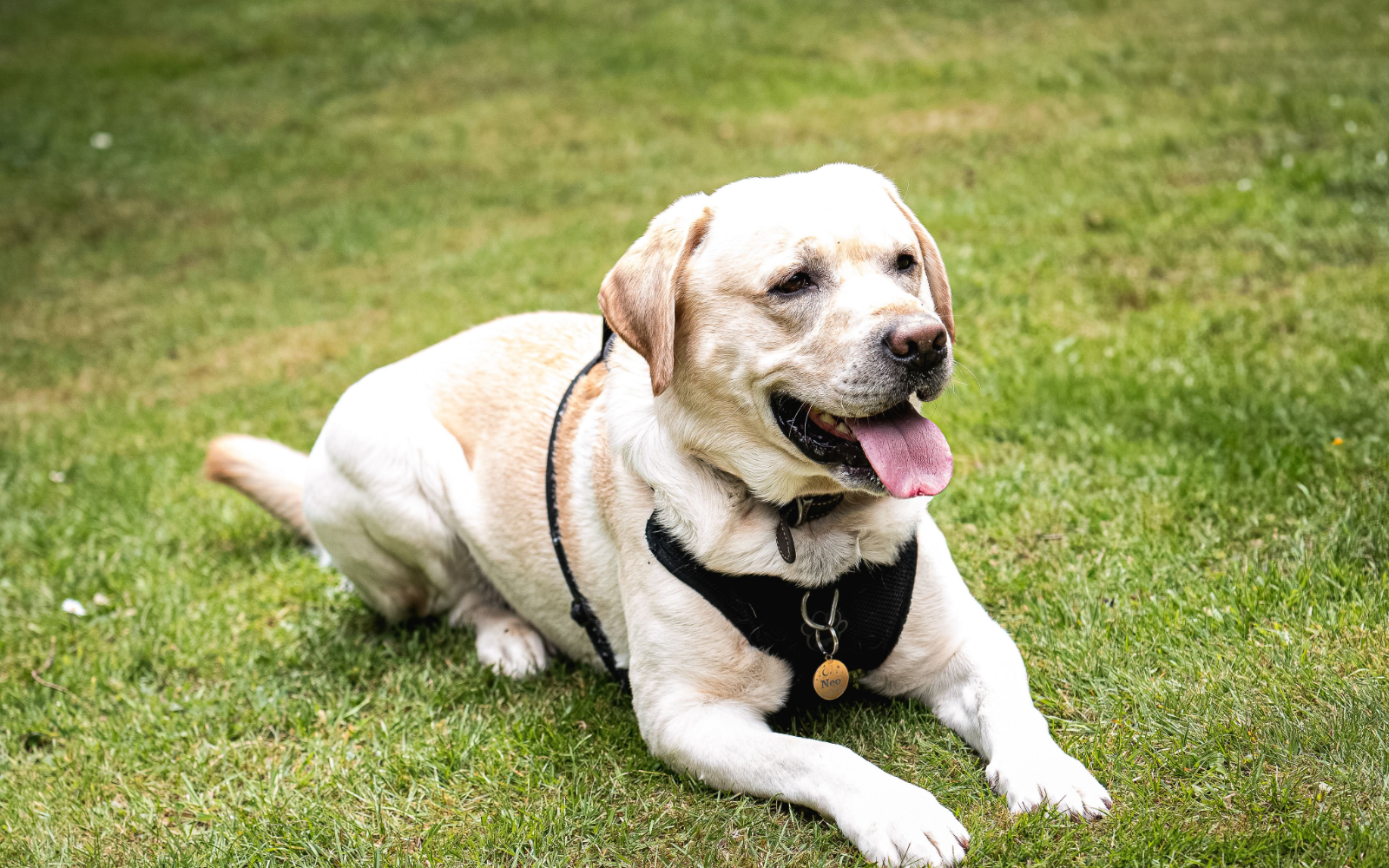 Labrador relajado en el pasto - Furmyth