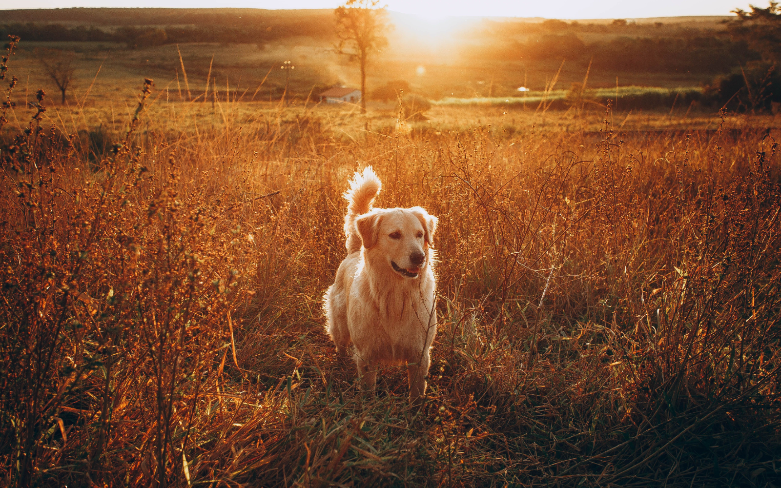 Perro golden retriever en campo - Furmyth