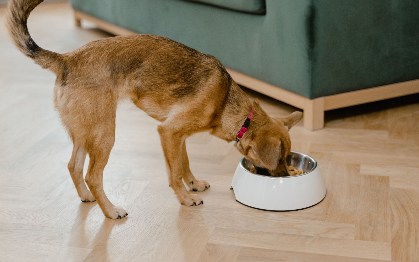 Perro comiendo de su bowl - Furmyth