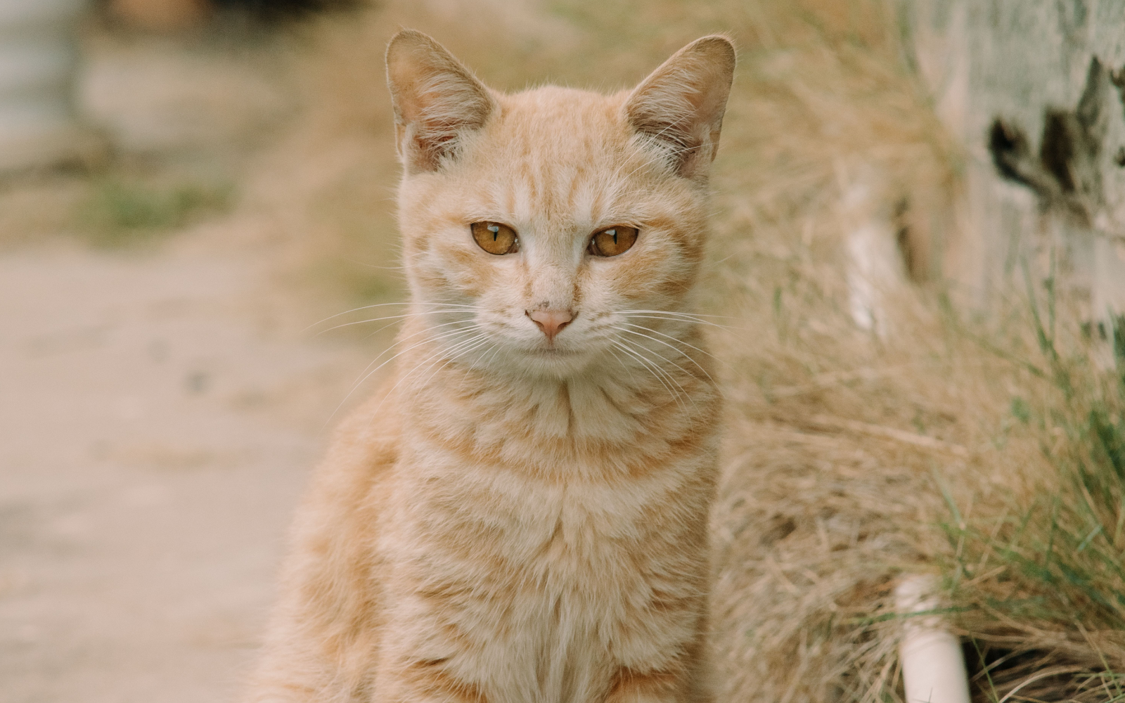 Gato jengibre al aire libre - Furmyth