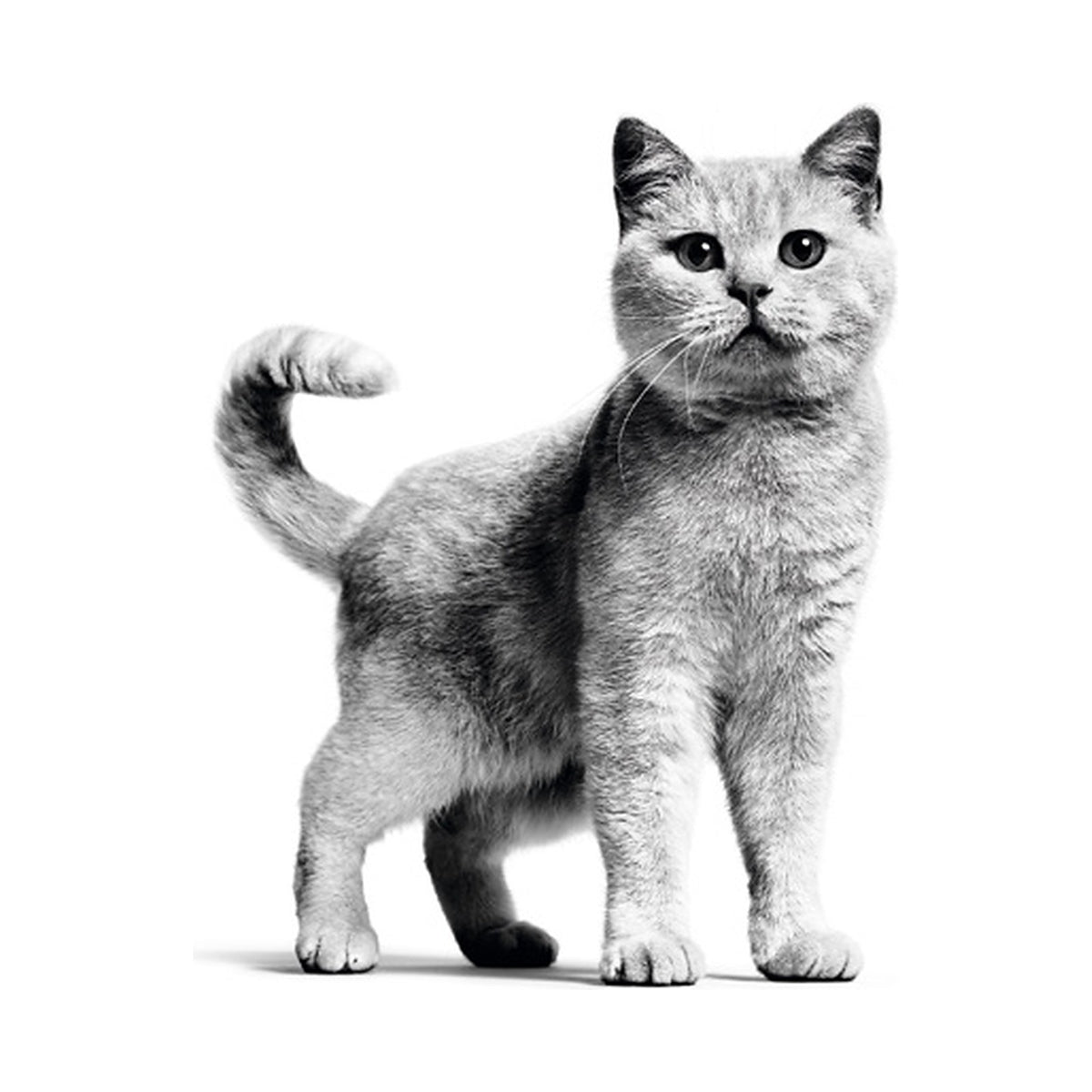 Royal Canin Lata Weight Care para Gatos foto oficial mascota