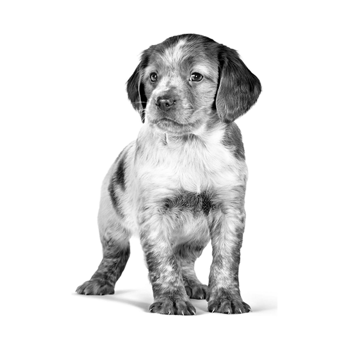 Royal Canin Medium Puppy foto oficial mascota