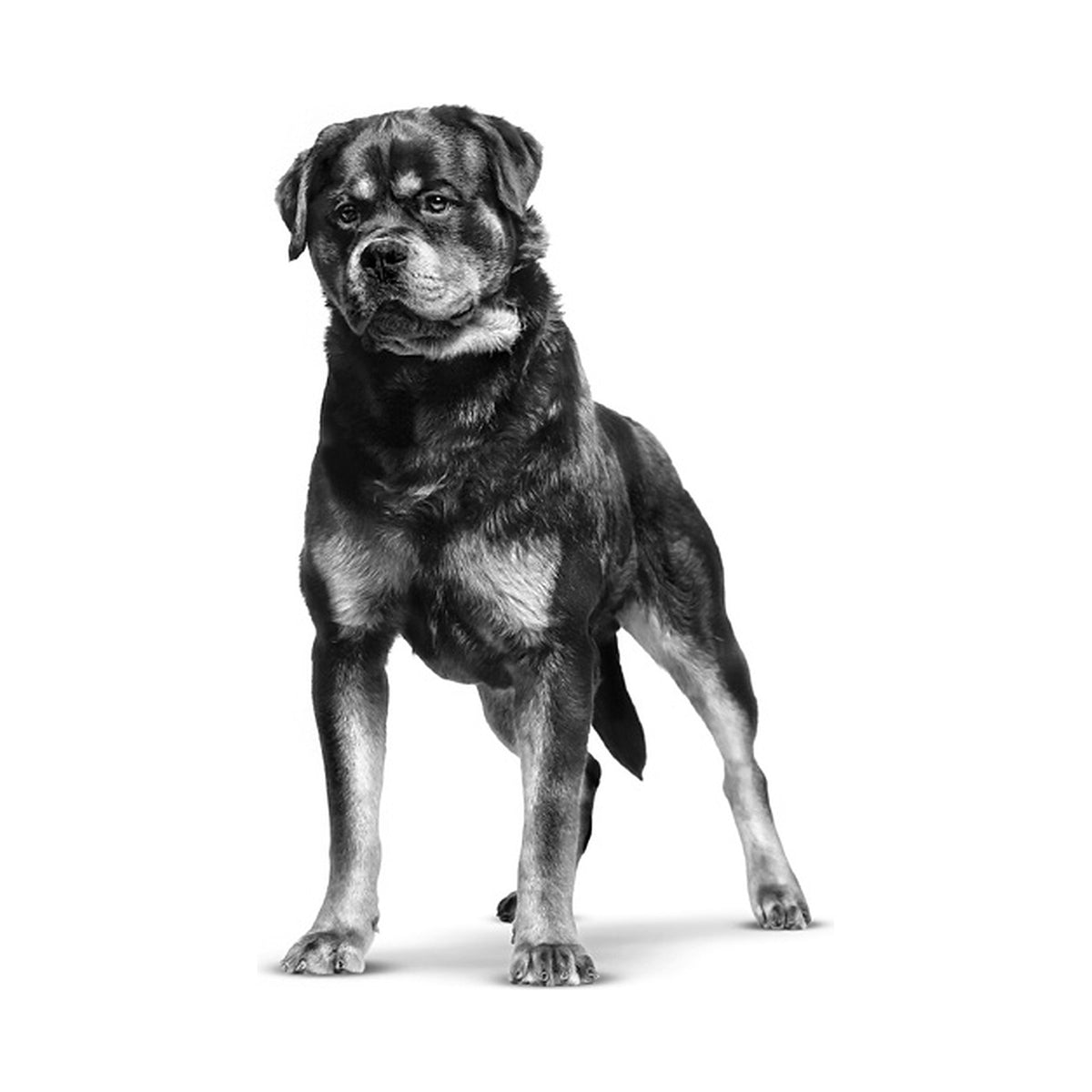 Royal Canin Maxi Adulto foto oficial mascota