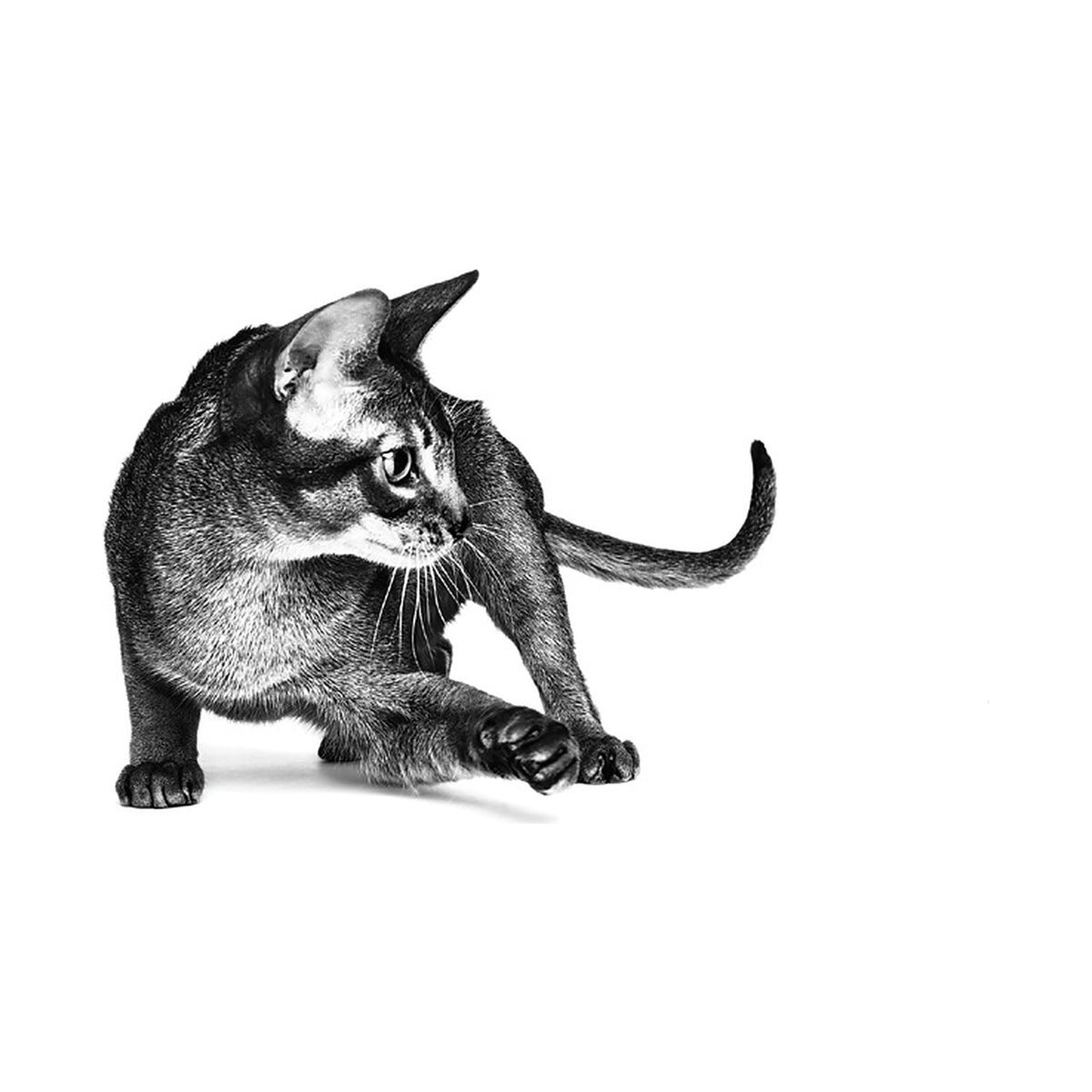 Royal Canin Gastrointestinal Lata para Gatos foto oficial mascota