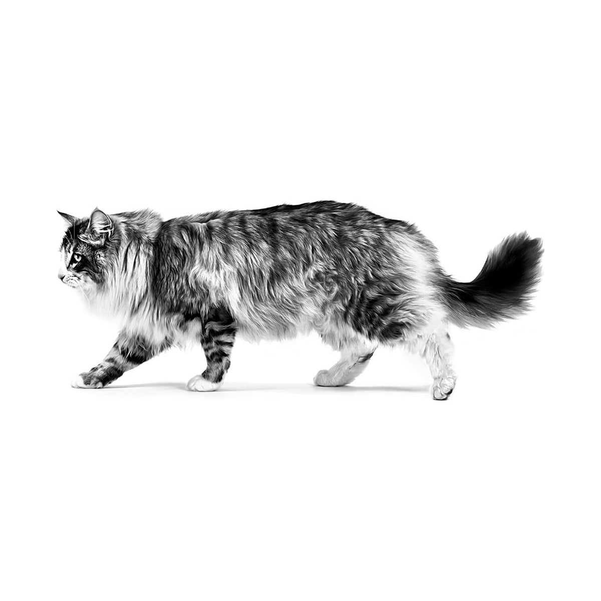 Royal Canin Adult Instinctive Pouch foto oficial mascota