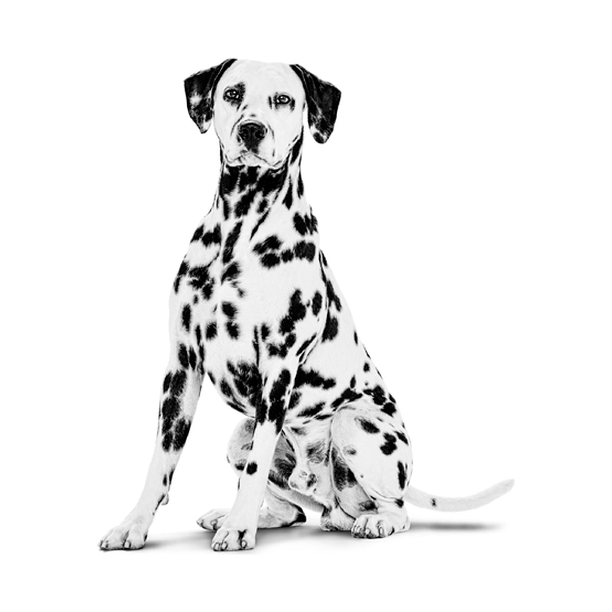 Royal Canin Hydrolyzed Protein Canine Lata foto oficial mascota