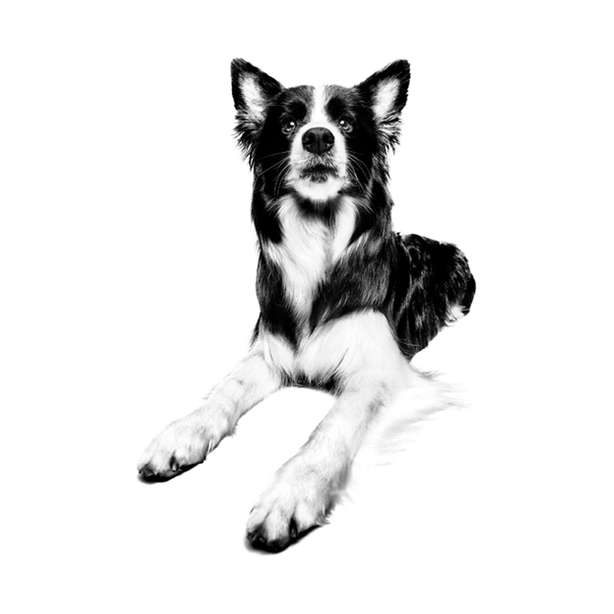 Royal Canin Medium Adulto foto oficial mascota