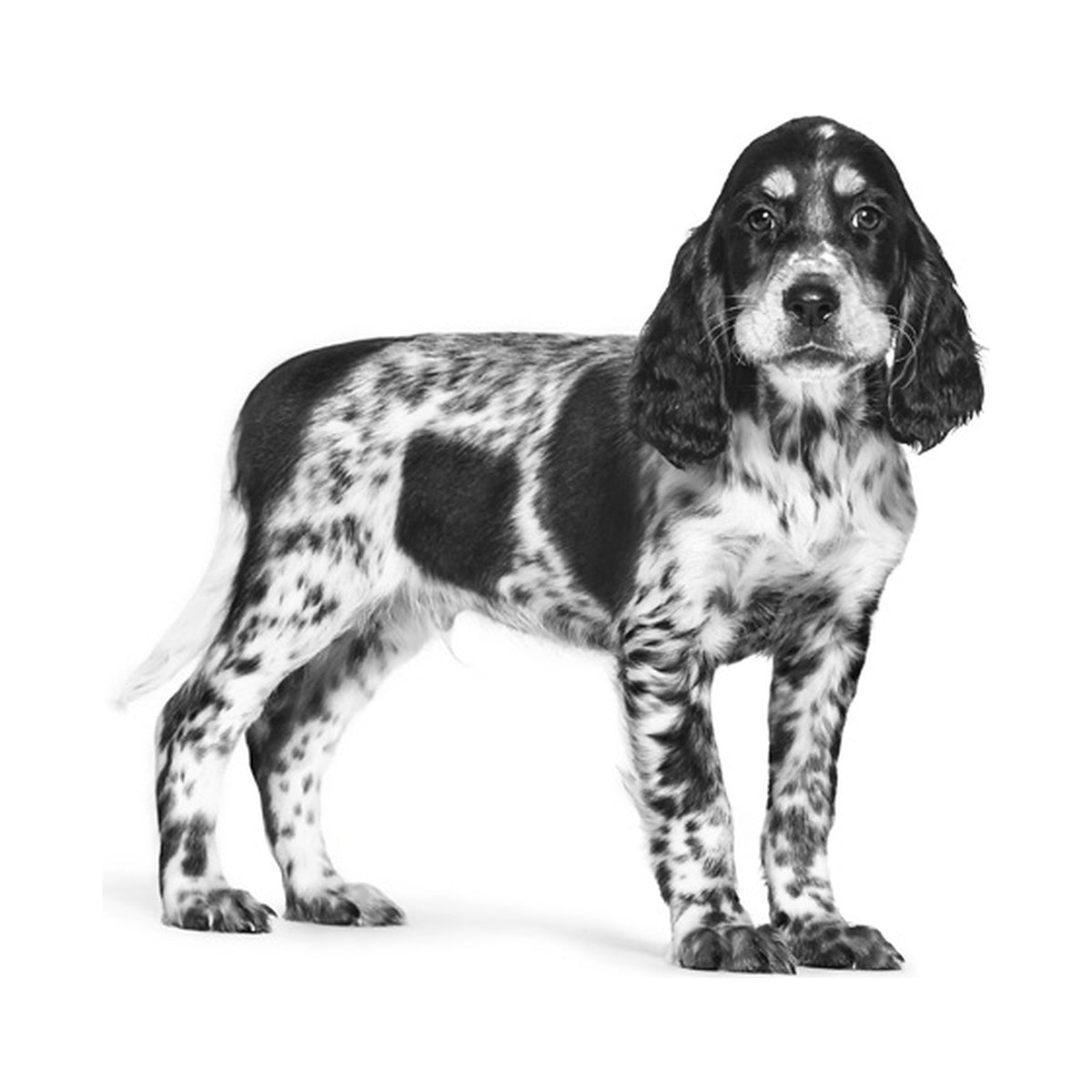 Royal Canin Gastrointestinal Puppy foto oficial mascota