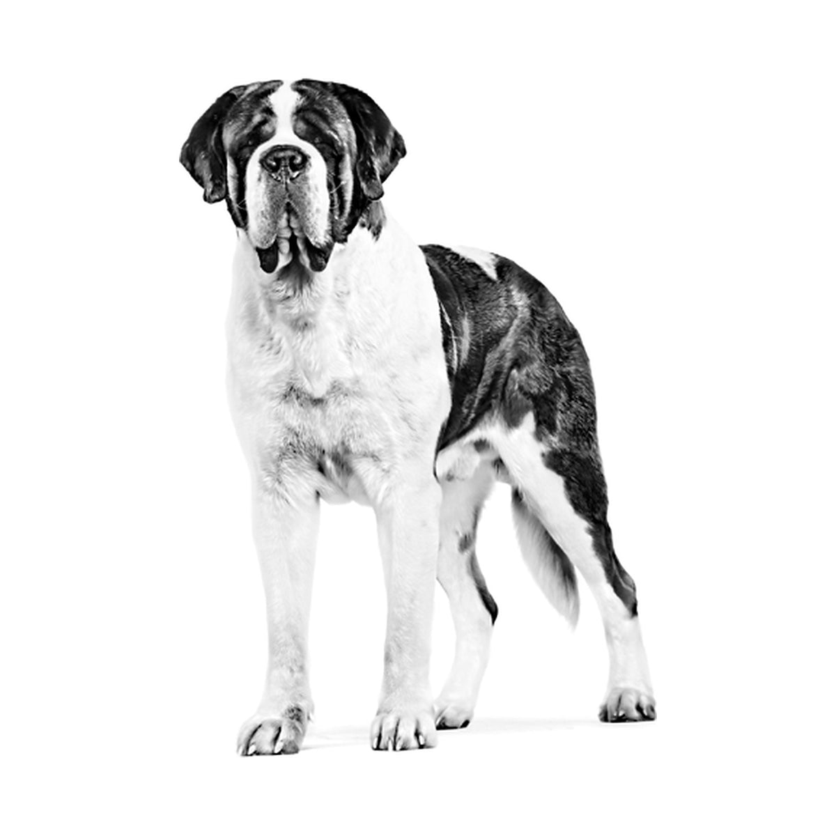 Royal Canin Giant Adulto foto oficial mascota