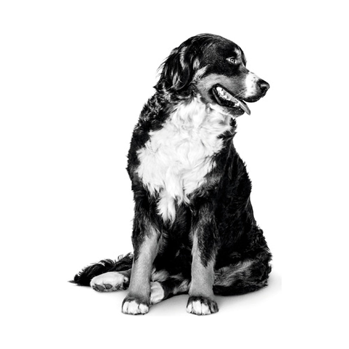 Royal Canin Maxi Light Weight Care foto oficial mascota