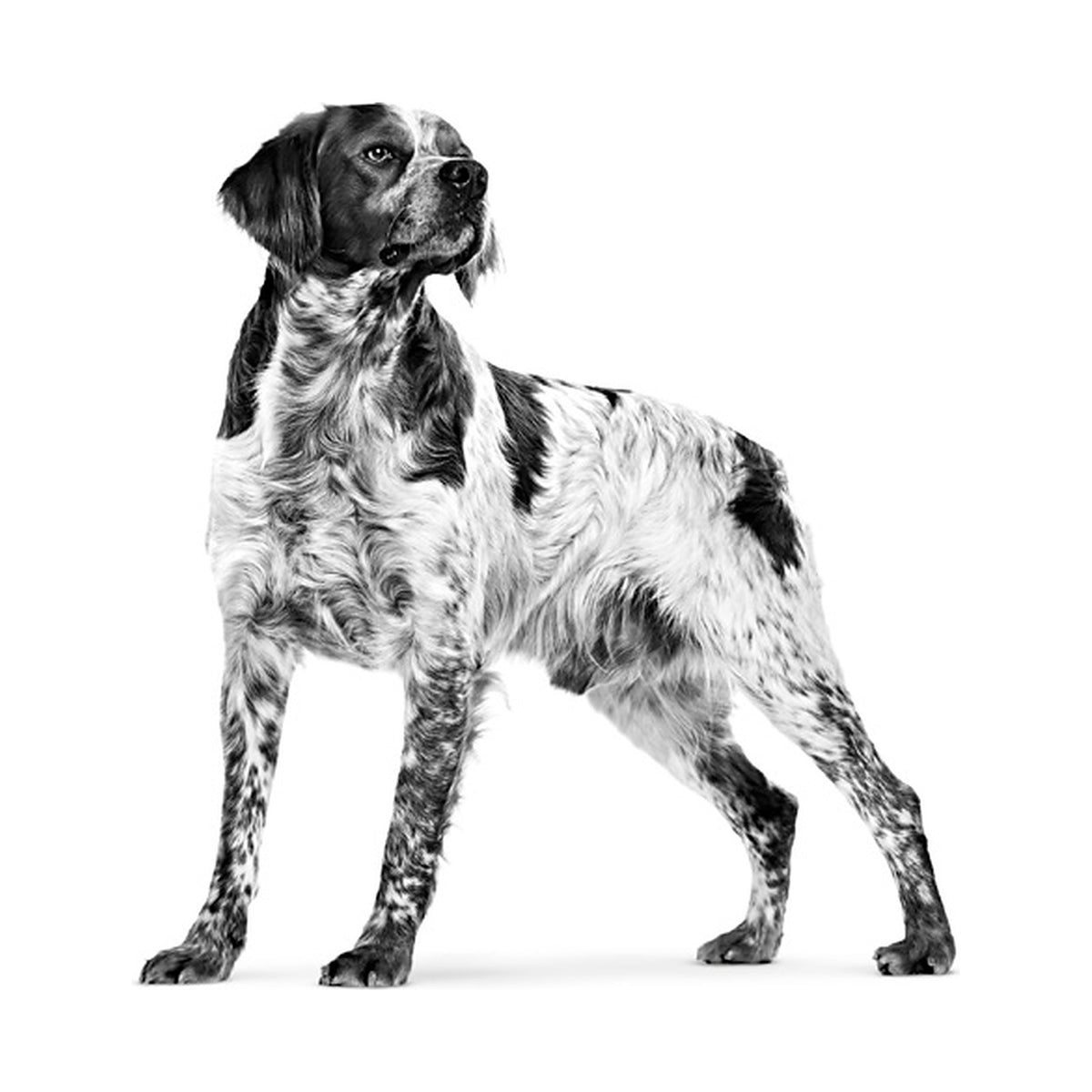 Royal Canin Medium Adulto Pouch foto oficial mascota
