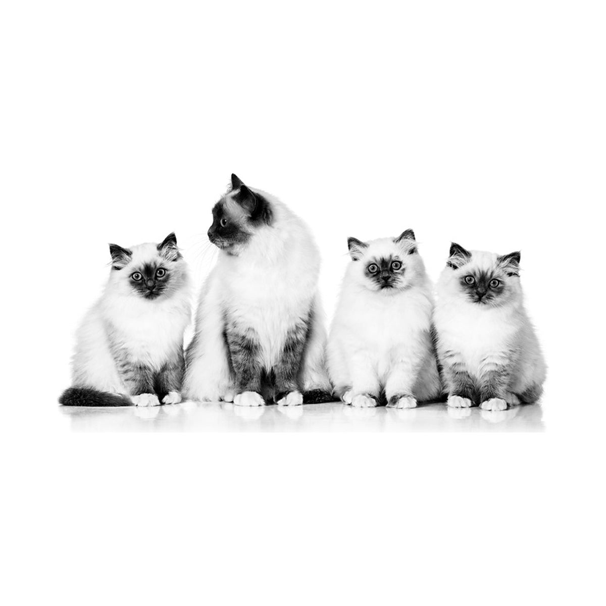 Royal Canin Gato Mother & Babycat foto oficial mascota