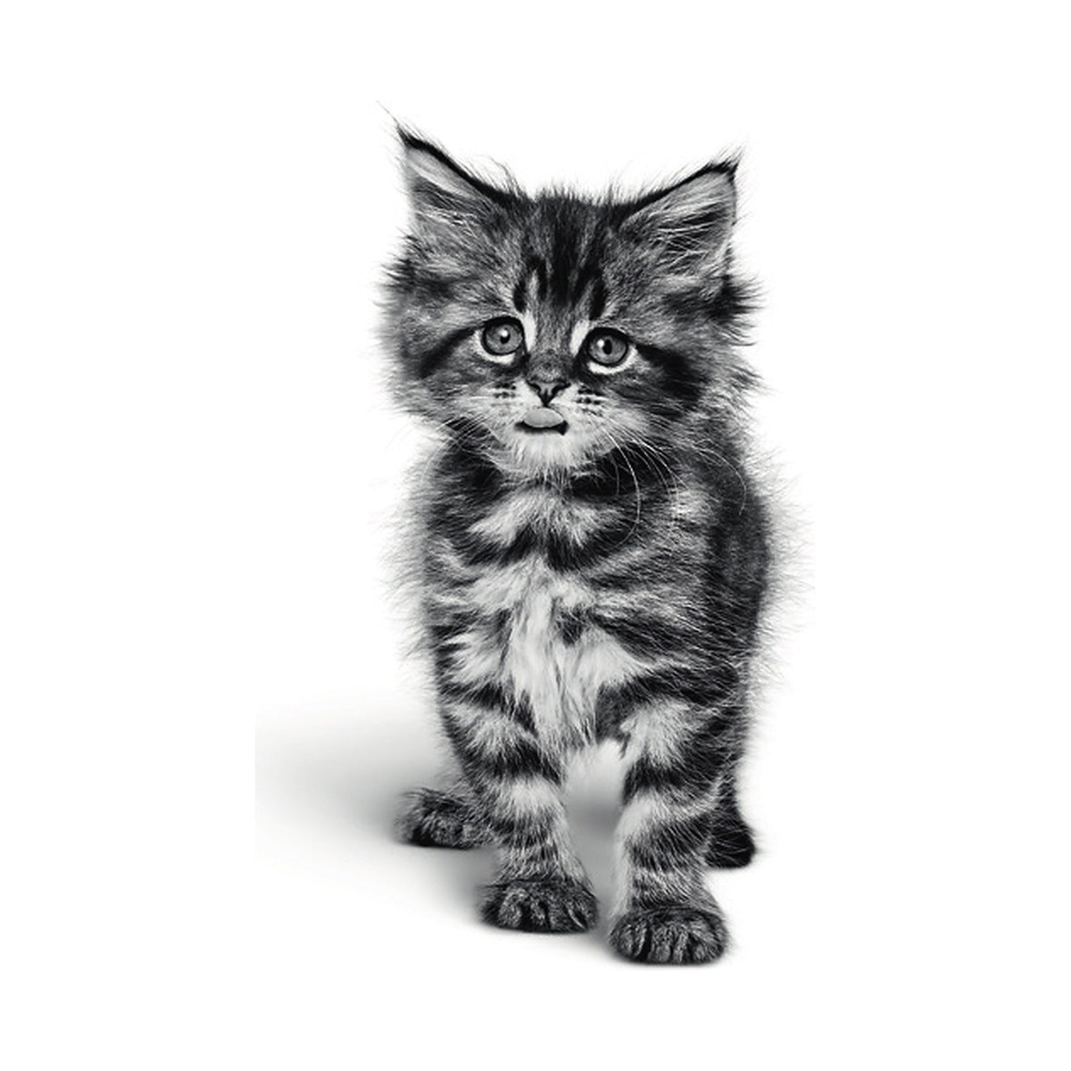 Royal Canin Gastrointestinal Kitten foto oficial mascota