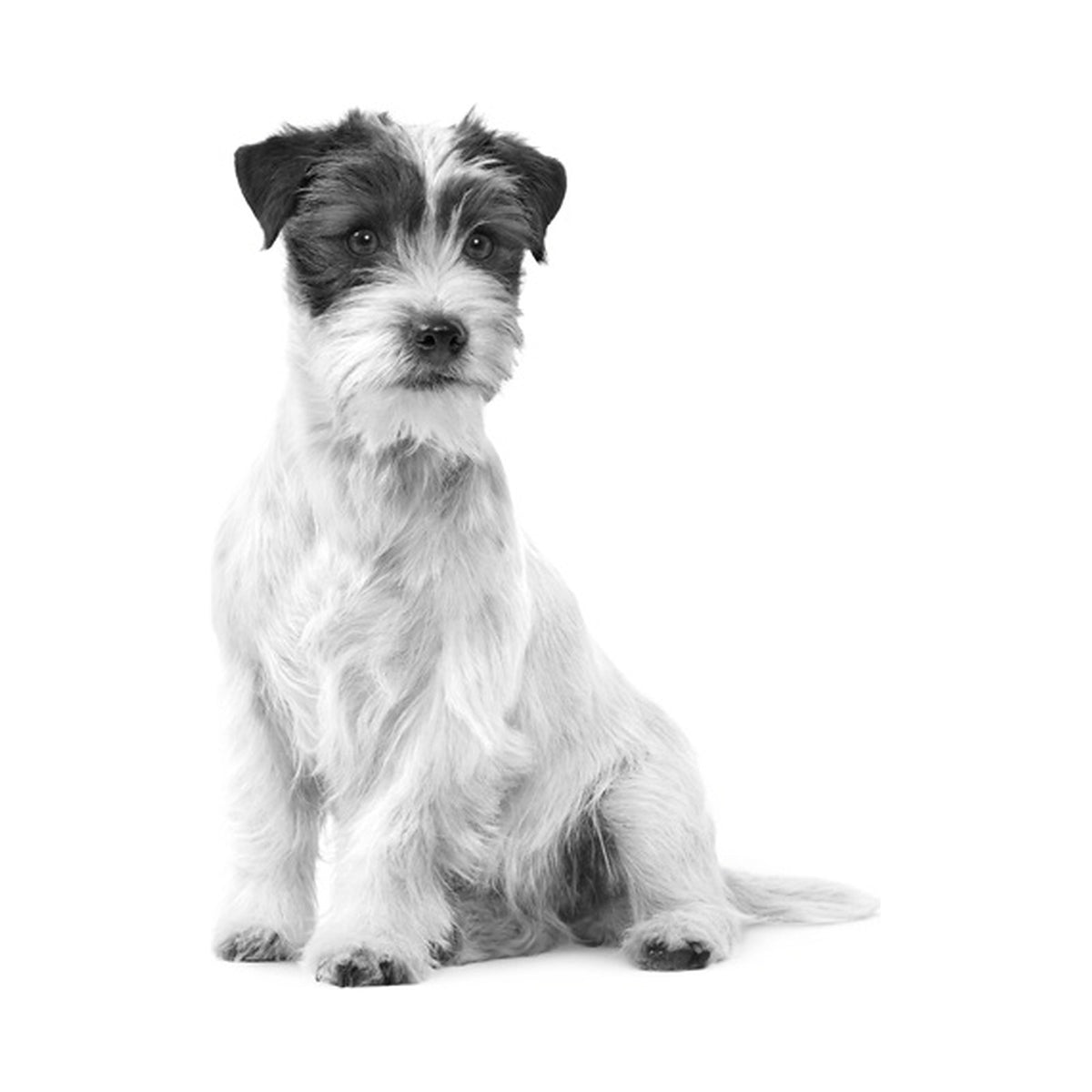 Royal Canin Mini Adulto Pouch foto oficial mascota