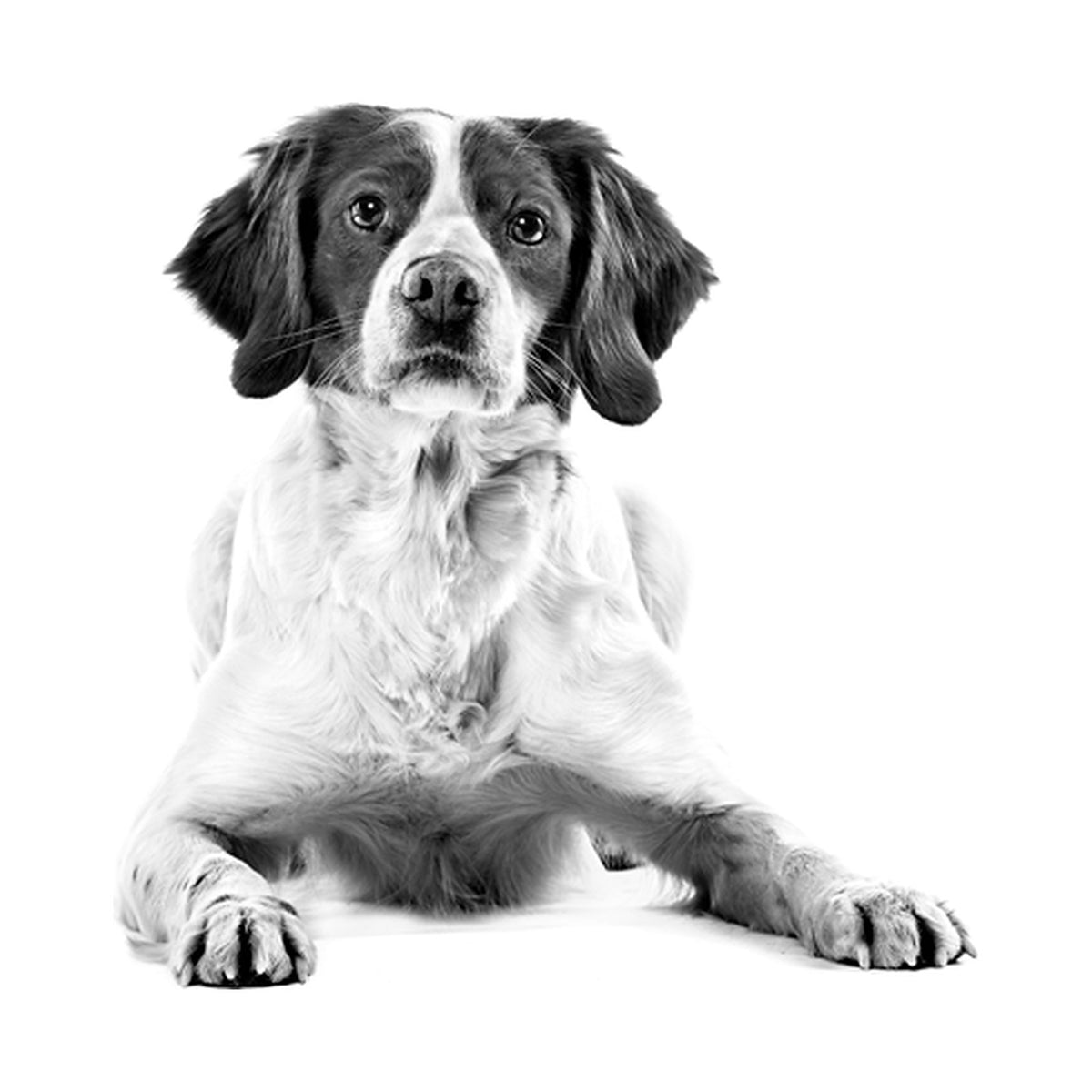 Royal Canin Medium Starter foto oficial mascota