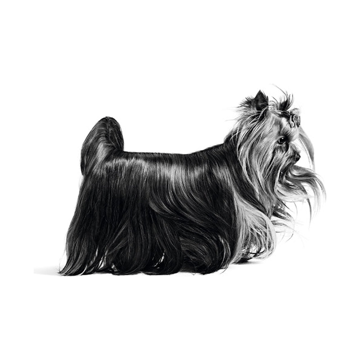 Royal Canin Perro Mini Light foto oficial mascota