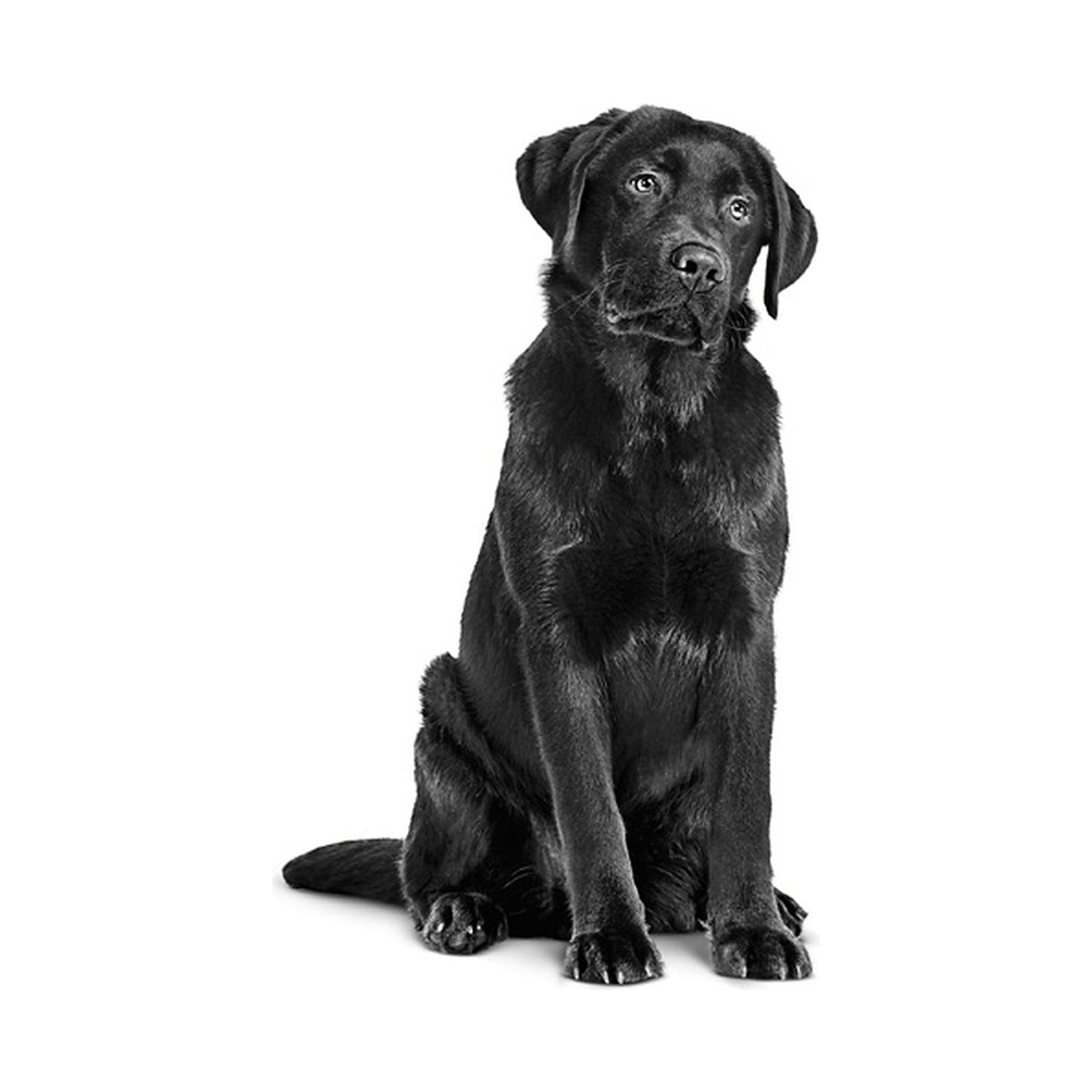 Royal Canin Gastrointestinal Lata para Perros foto oficial mascota