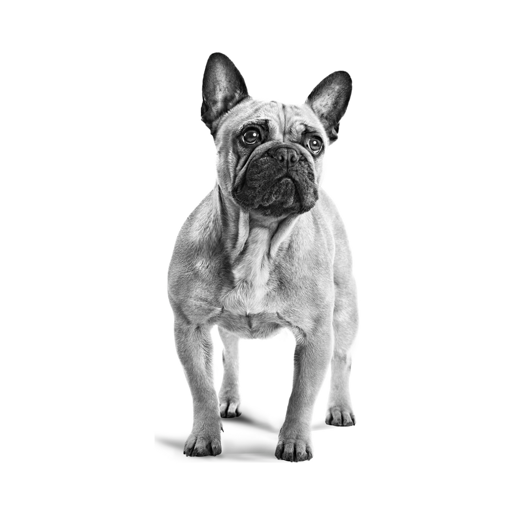 Royal Canin Bulldog Francés Adulto foto oficial mascota