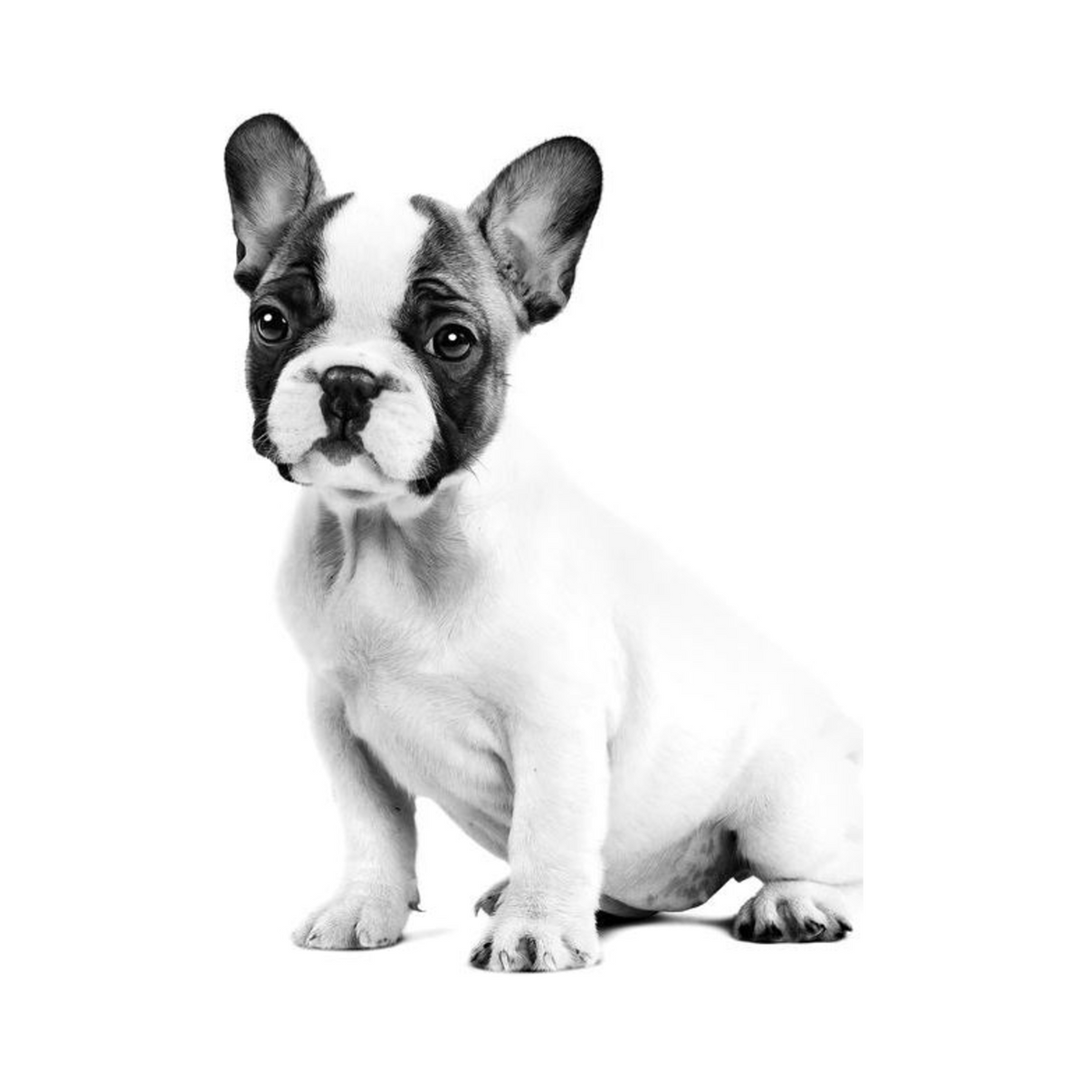 Royal Canin Bulldog Francés Puppy foto oficial mascota