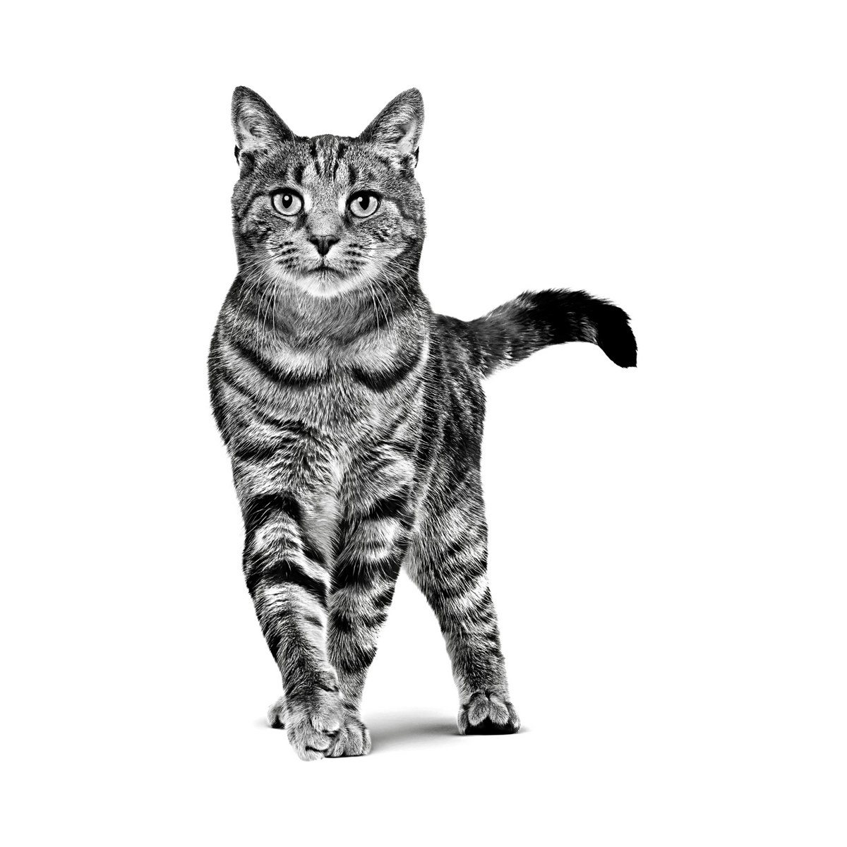 Royal Canin Calm gato foto oficial mascota
