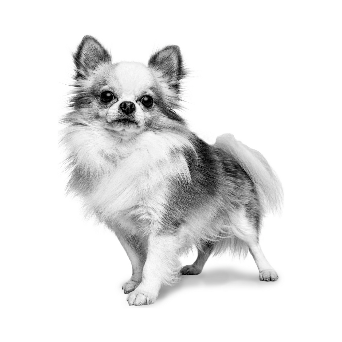 Perro Chihuahua adulto, nutrición a medida Royal Canin Chihuahua Adulto