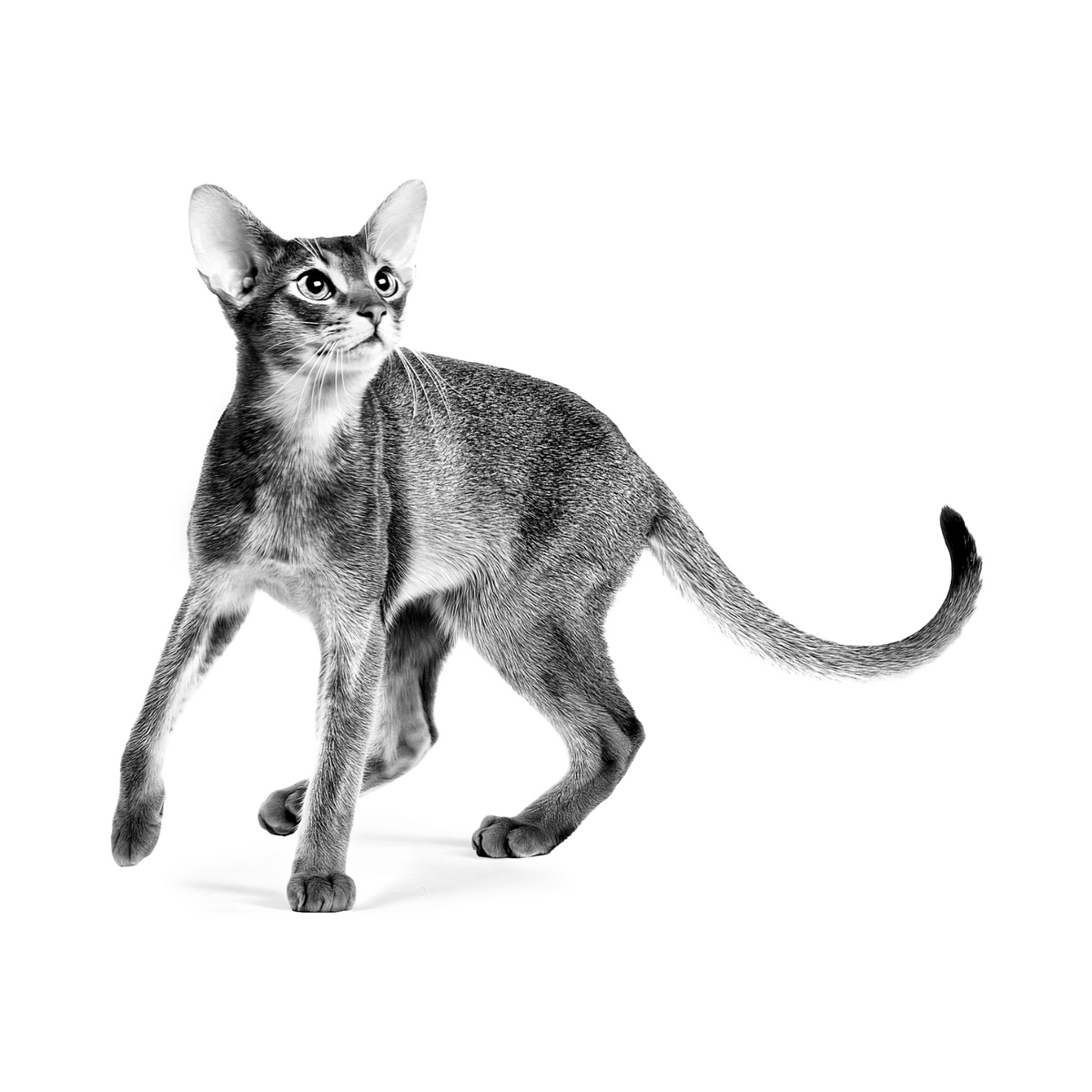 Gato adulto exigente, nutrición Royal Canin Exigent