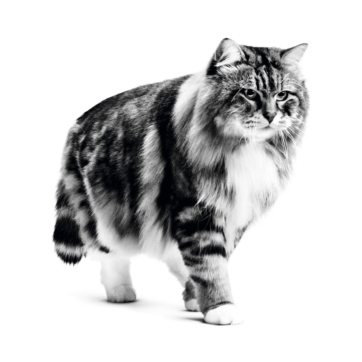 Gato adulto, nutrición Royal Canin Urinary Care