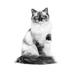 Gato adulto, nutrición veterinaria Royal Canin Urinary S/O