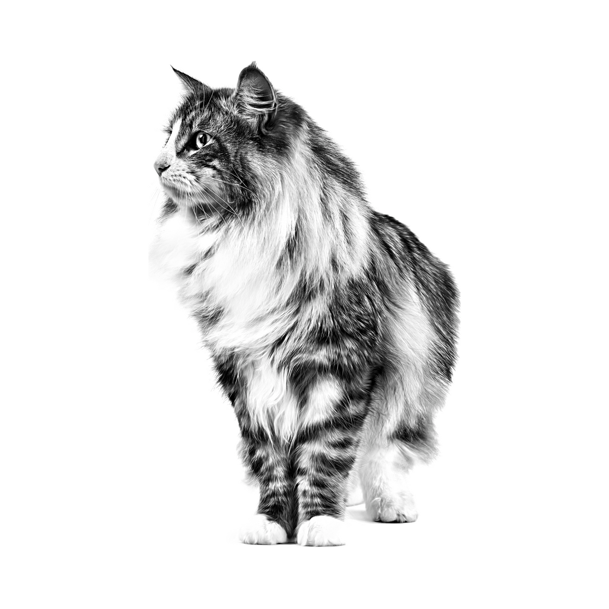 Royal Canin Fit Gato foto oficial mascota