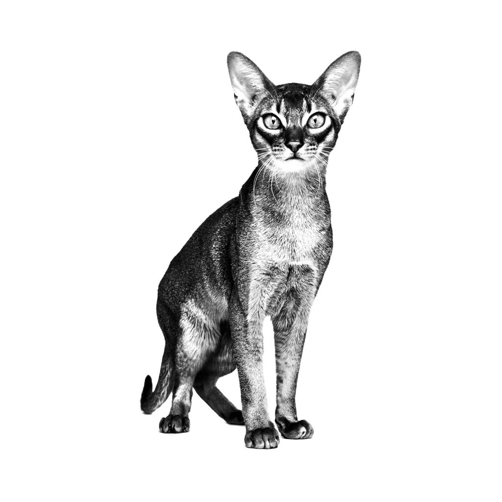 Gato adulto, dieta veterinaria Royal Canin Gastrointestinal para salud digestiva