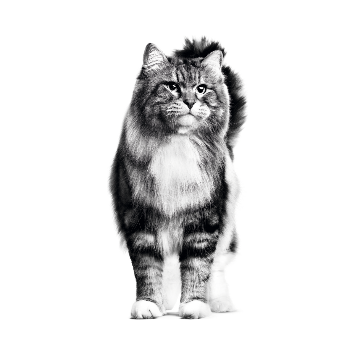 Royal Canin Hairball Care gato foto oficial mascota