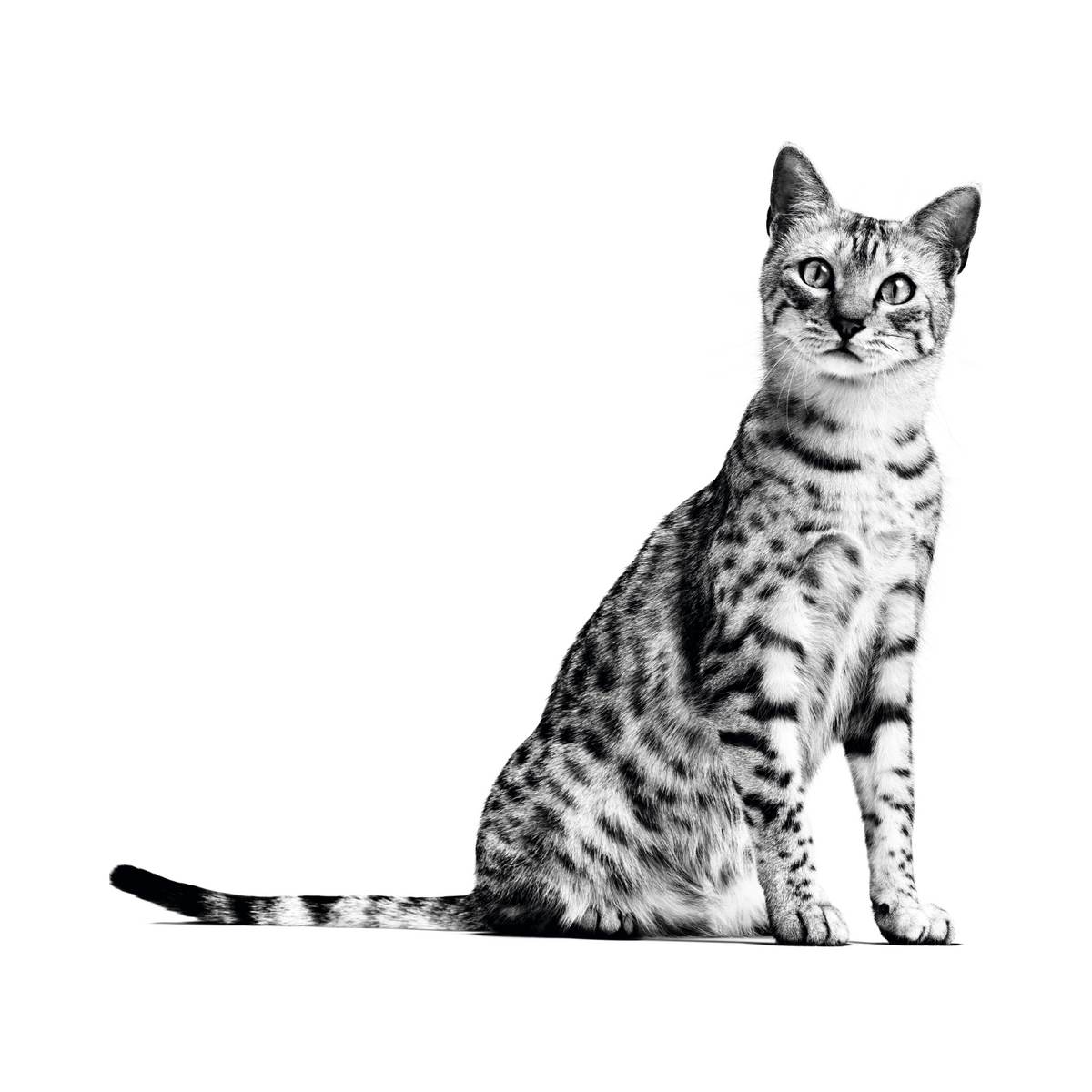 Gato senior de interior, nutrición Royal Canin Indoor 7+