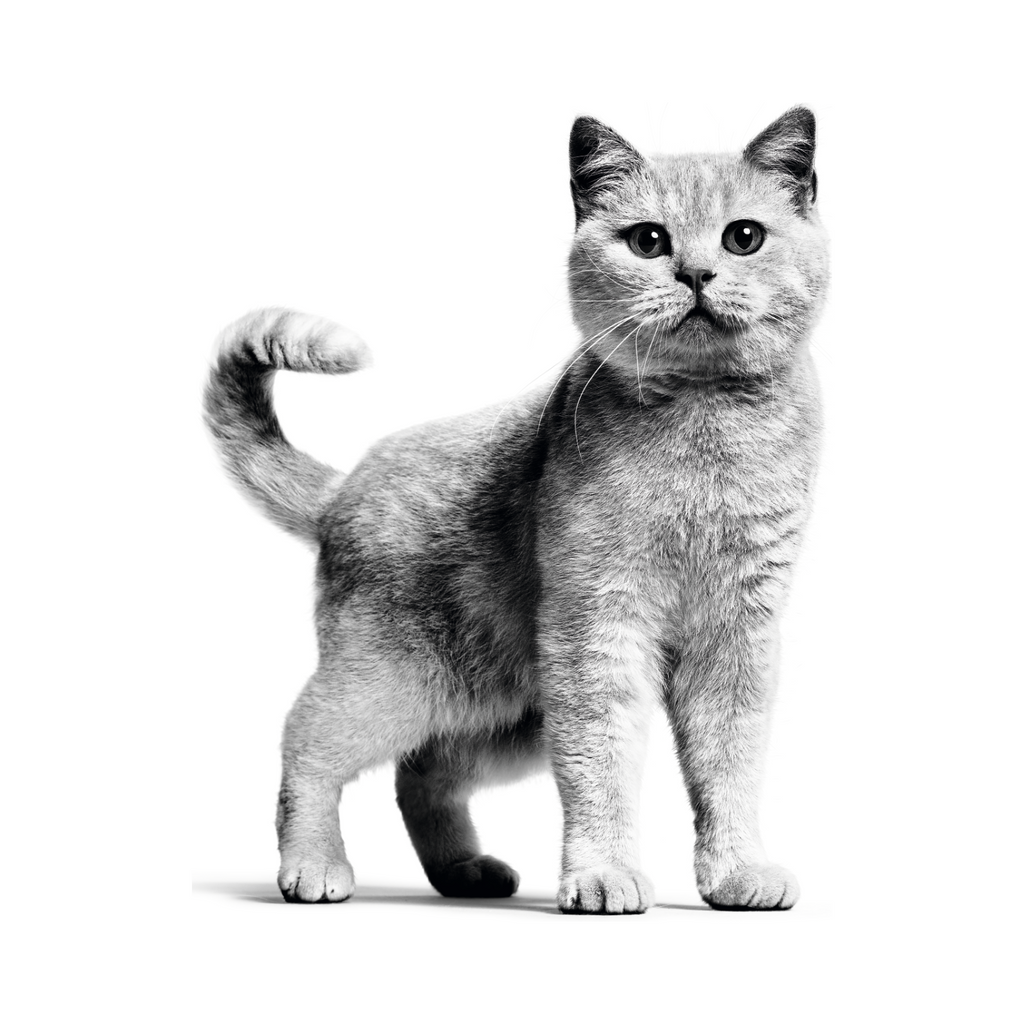 Gato adulto, nutrición Royal Canin Weight Care