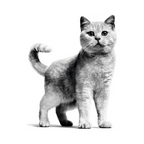 Gato adulto, nutrición Royal Canin Weight Care