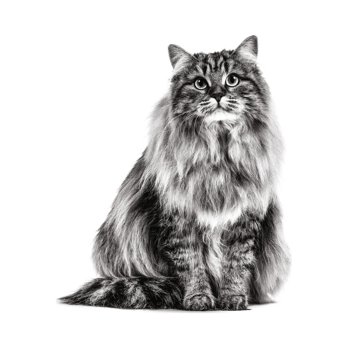 Royal Canin Hair & Skin gato foto oficial mascota