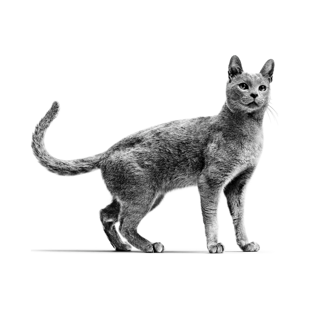 Gato adulto con sensibilidad alimentaria, dieta veterinaria Royal Canin Hypoallergenic