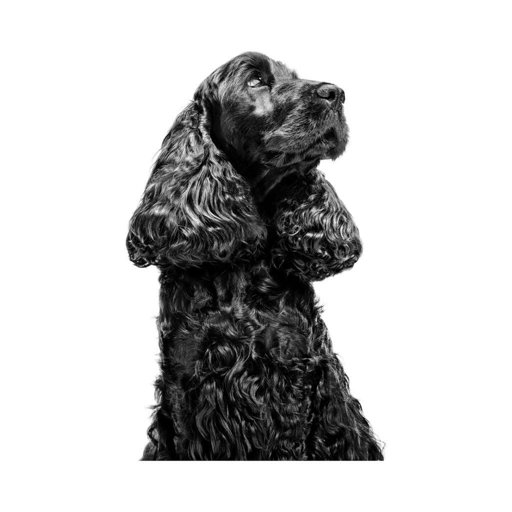 Perro adulto con sensibilidad alimentaria, dieta veterinaria Royal Canin Hypoallergenic