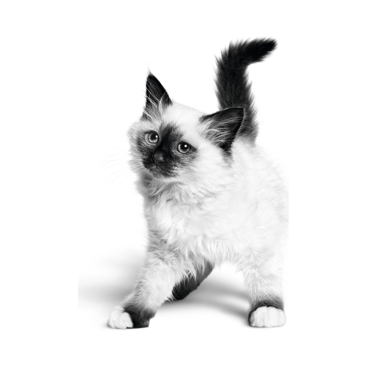 Royal Canin Kitten Sterilised foto oficial mascota