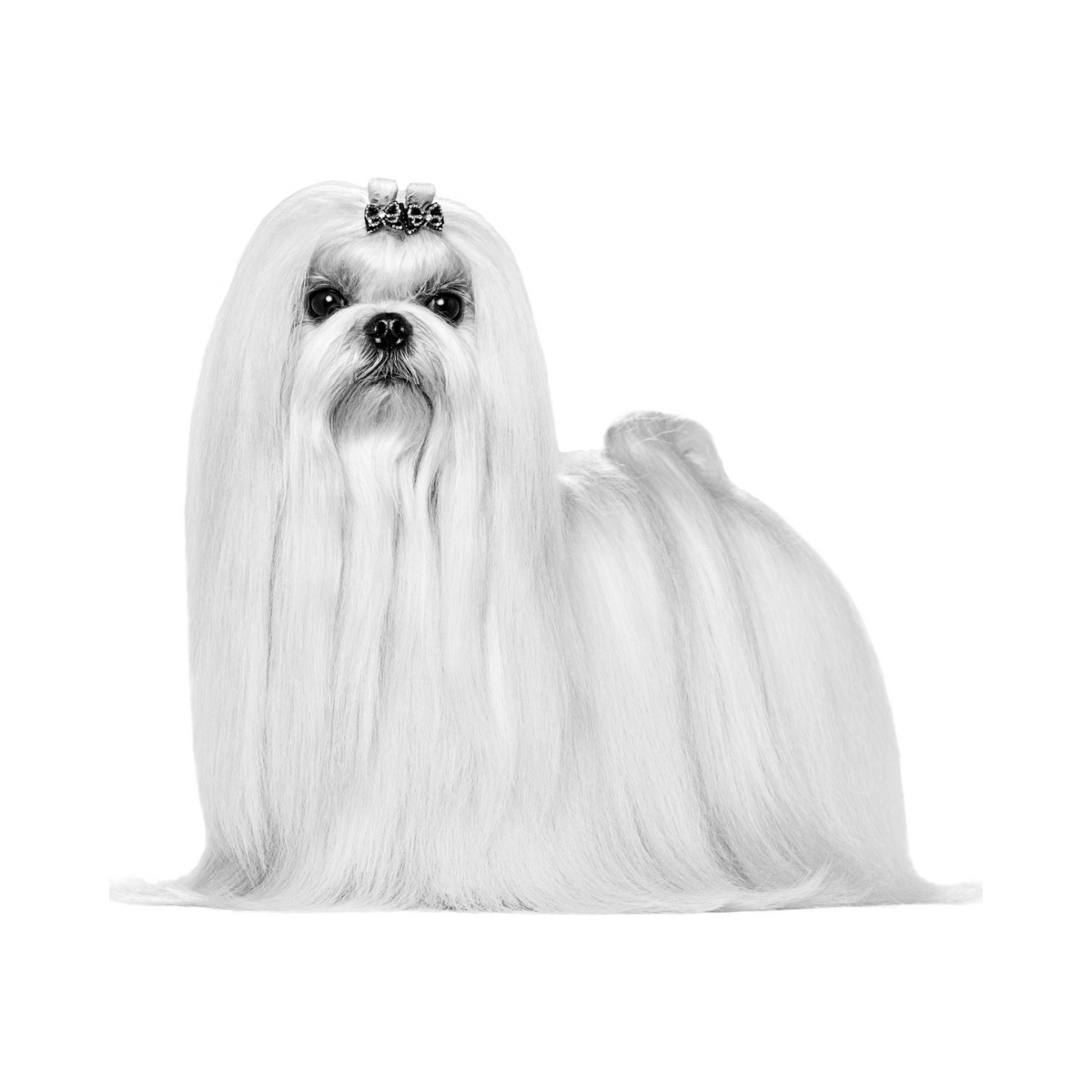 Royal Canin Maltés Adulto foto oficial mascota