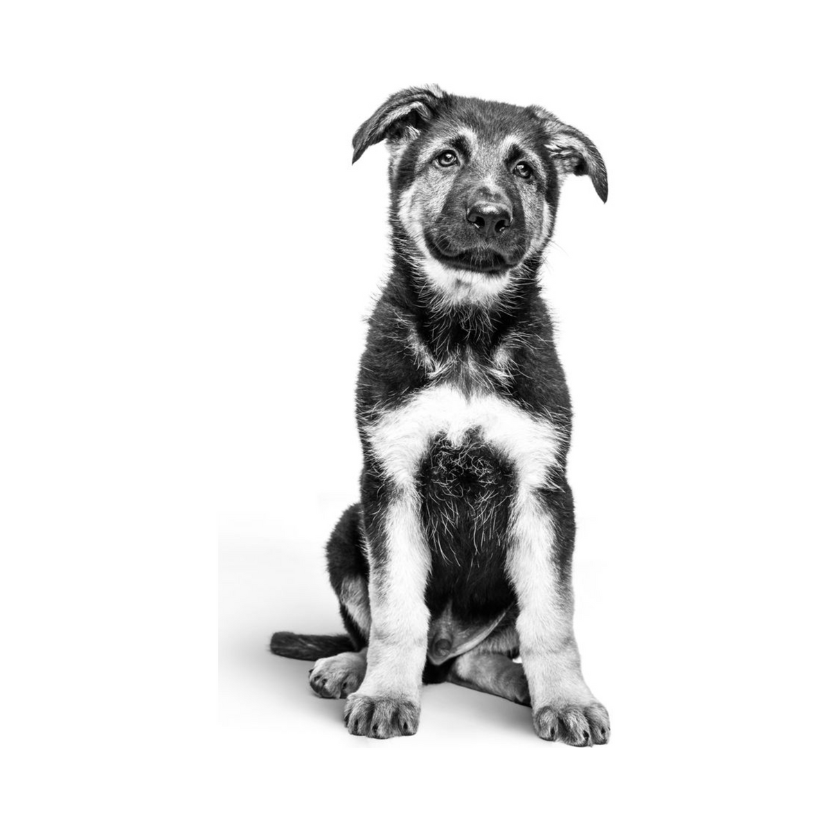 Cachorro de raza grande, nutrición Royal Canin Maxi Puppy