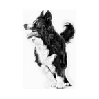 Perro senior de raza mediana, nutrición Royal Canin Medium Ageing 10+