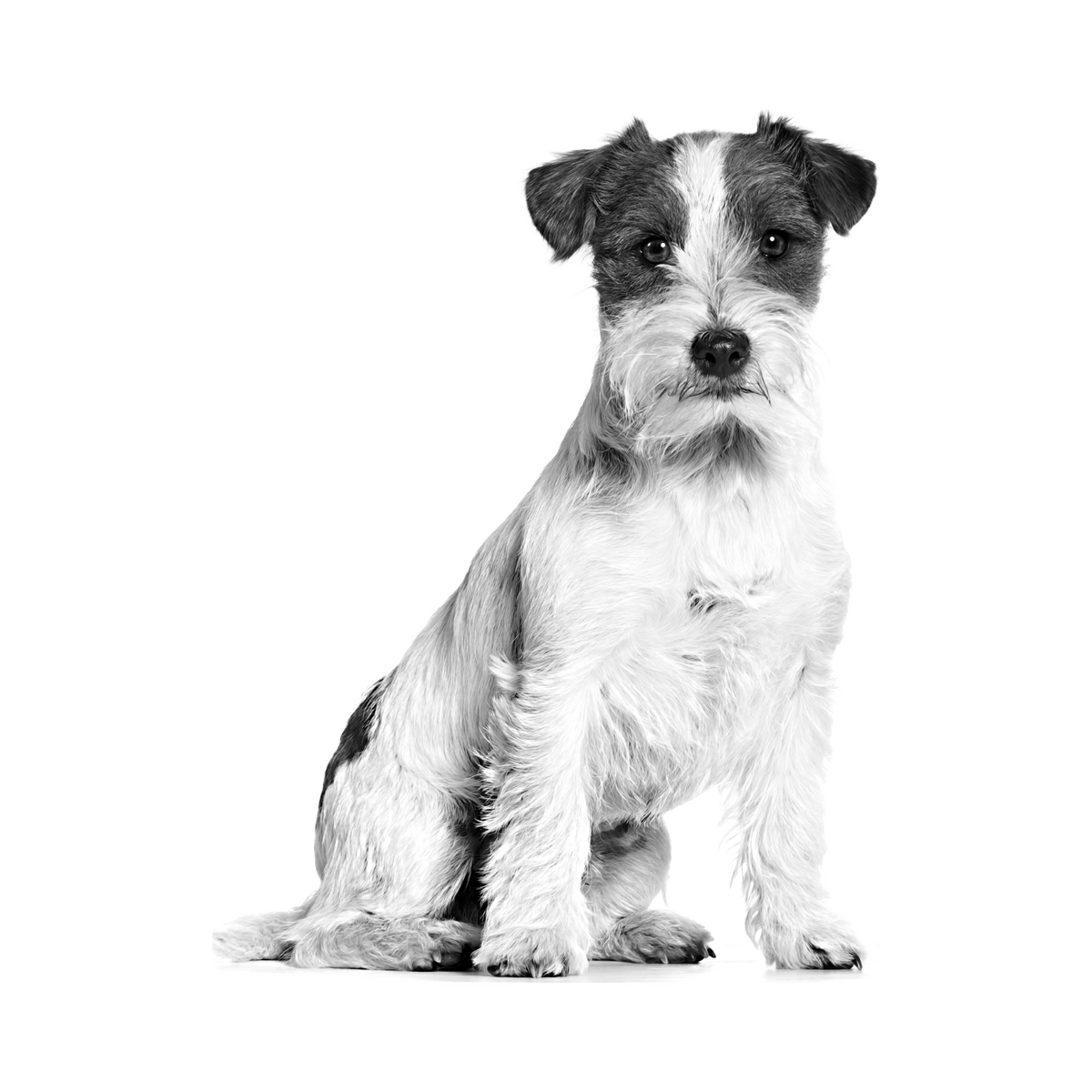 Perro senior de raza pequeña, nutrición Royal Canin Mini Adult 8+