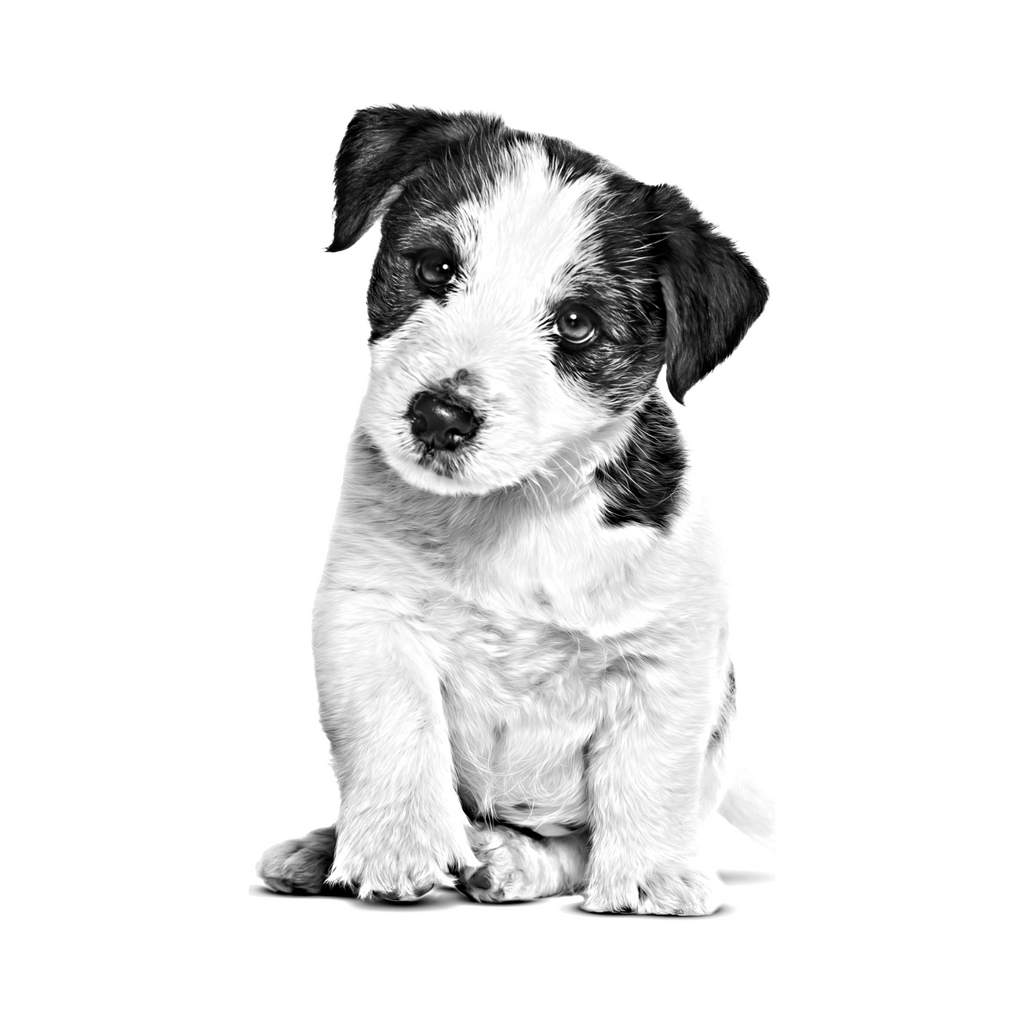 Cachorro de raza pequeña, nutrición Royal Canin Mini Puppy