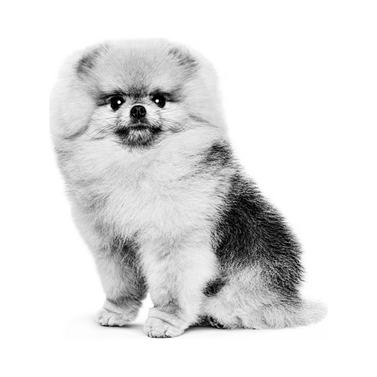 Royal Canin Pomerania Adulto foto oficial mascota