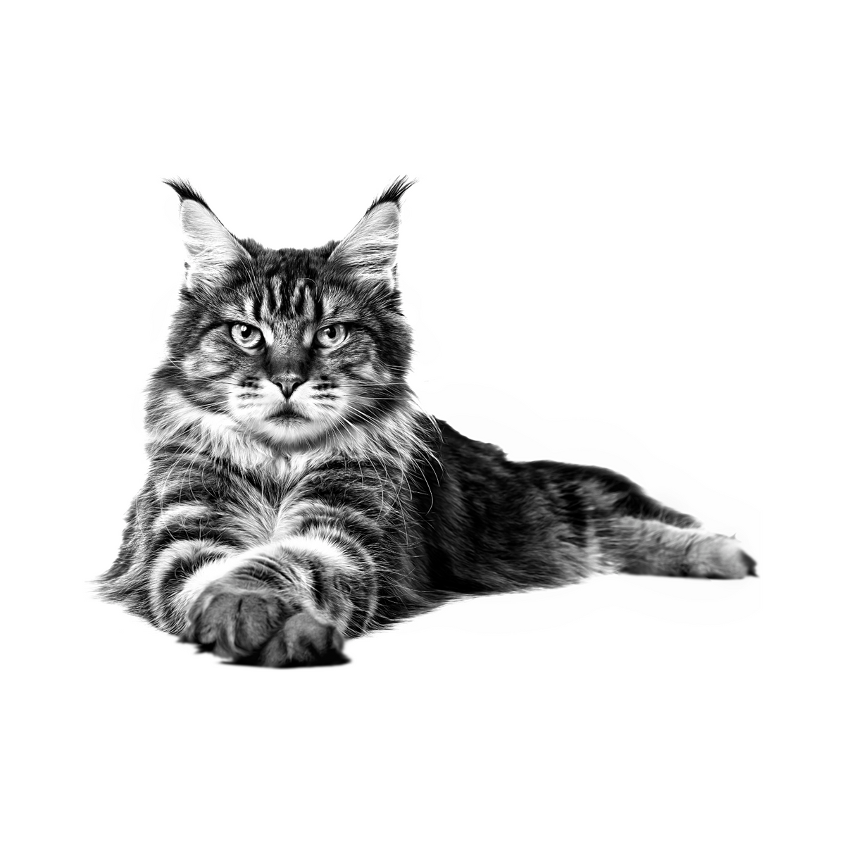 Gato adulto, dieta veterinaria Royal Canin Renal para salud renal