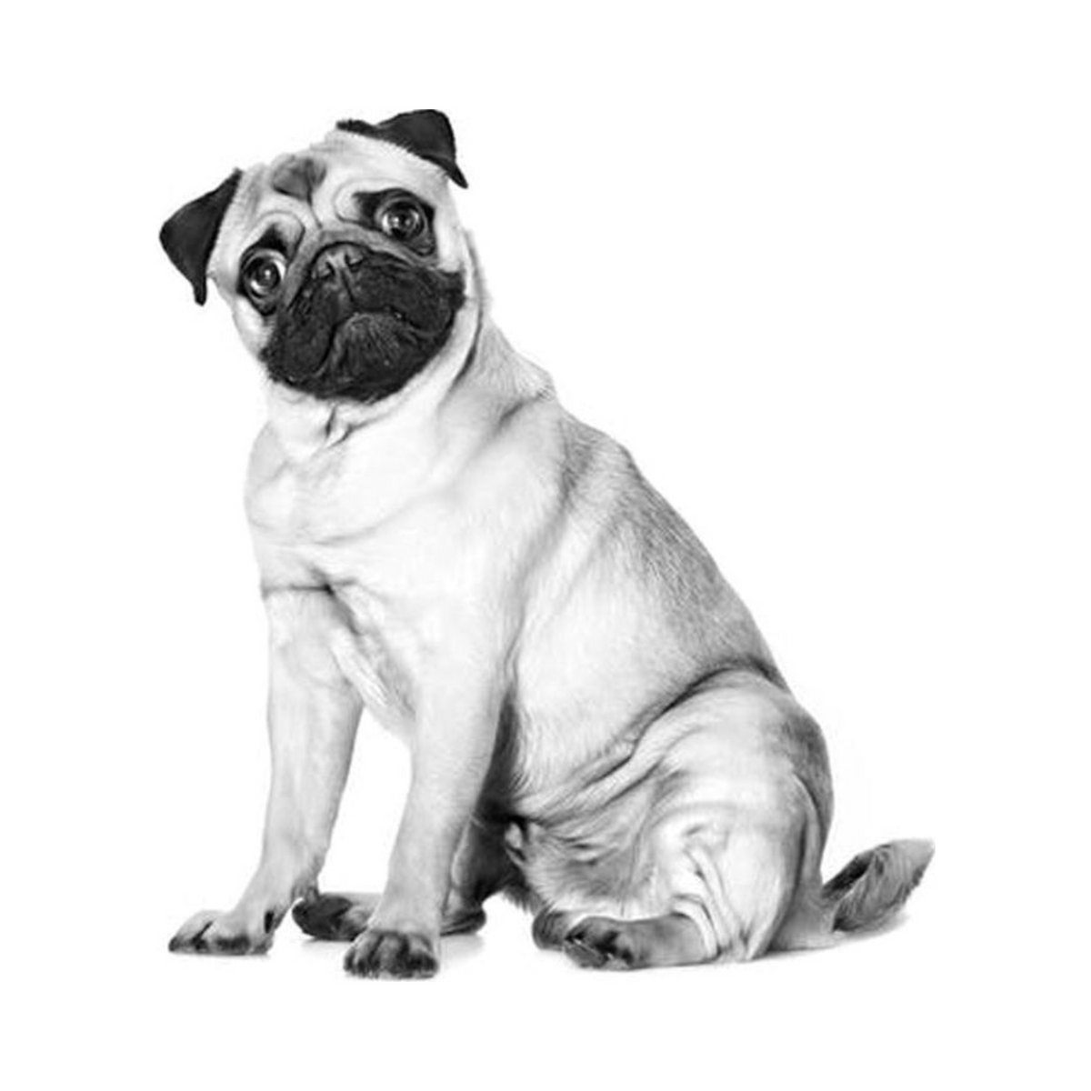 Royal Canin Pug Adulto foto oficial mascota