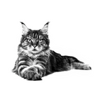 Gato adulto, dieta veterinaria Royal Canin Renal
